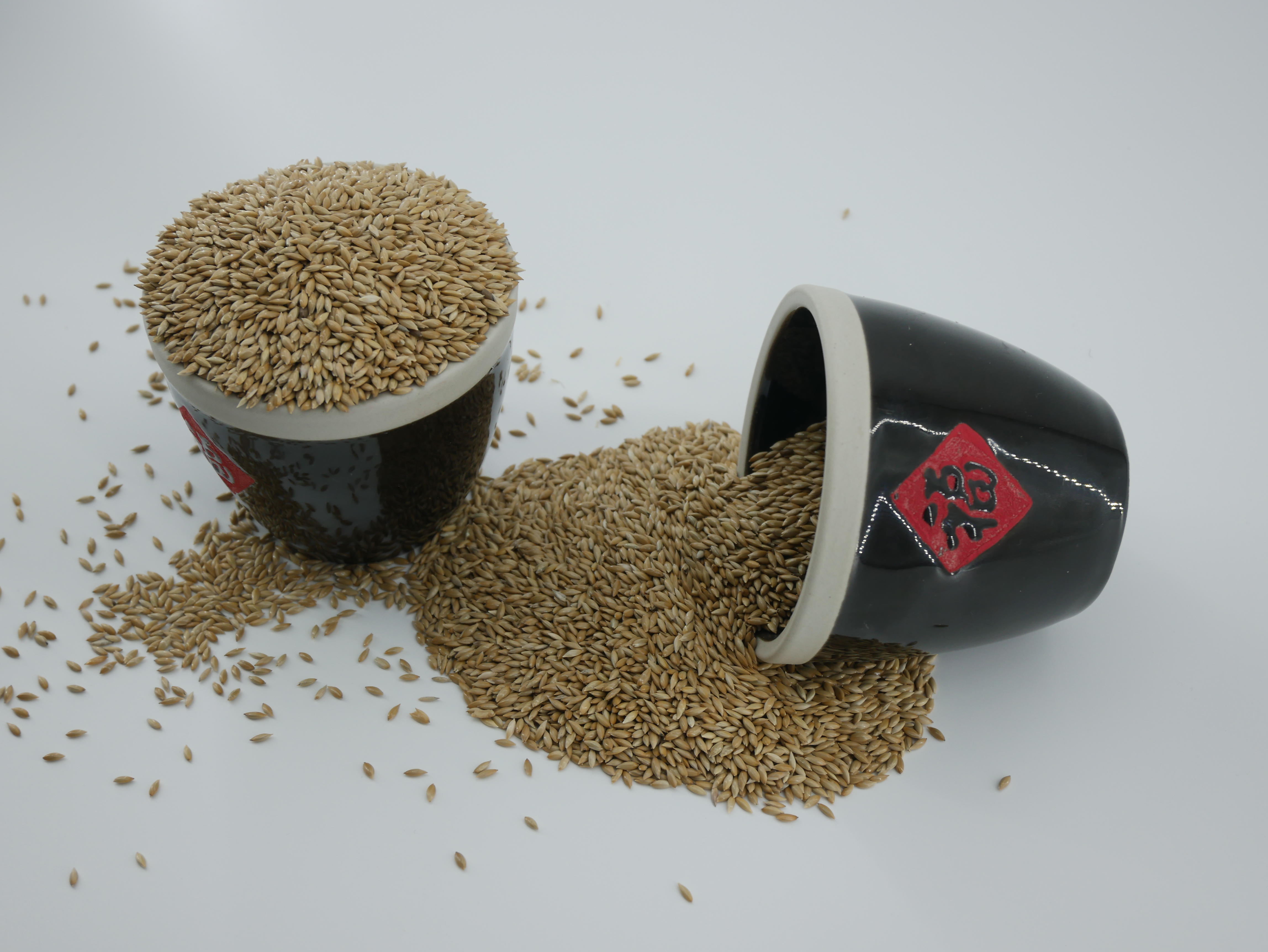 加拿大加那利子